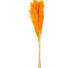 Dekoratiivkõrreliste kimp, oranž (3 tk / 80 cm) AINULT VENIPAK KULLERIGA!
