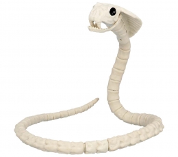 Čūskas skelets (102 cm) 1