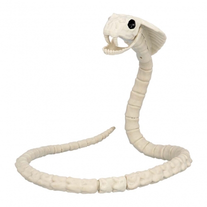 Čūskas skelets (102 cm)