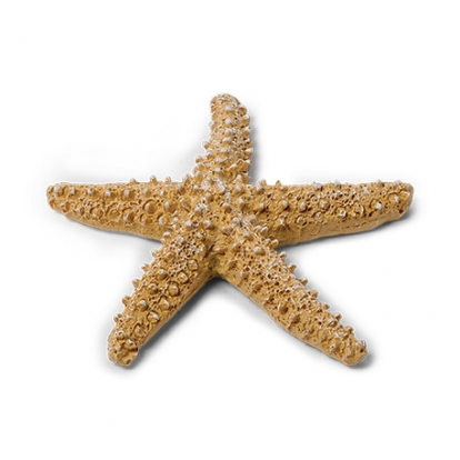 Dekoratīvā jūras zvaigzne (6,5 cm)