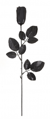 Dekoratīva roze, melna