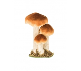 Dekoratīvie sēnes sūnās (3 gab., 8-18 cm)