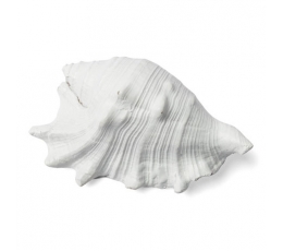 Dekoratīvs gliemežvāks, balts (12 X 8 cm)