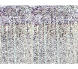 Folija aizkari, hologrāfiski (90x250 cm)