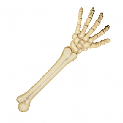 Skeleta roka (46 cm)