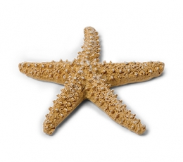 Декоративная морская звезда (6,5 см)