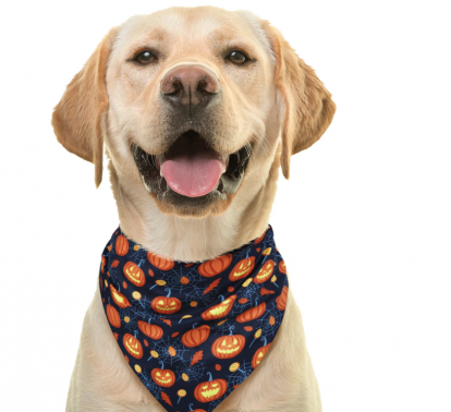 Ошейник для животных "Тыква"