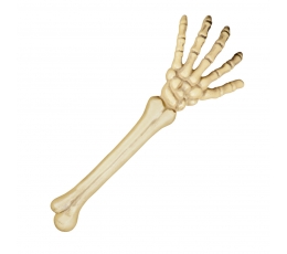 Рука скелета (46 см)
