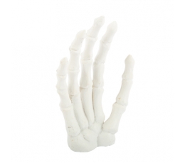 Рука скелета, белая (12x8 см)