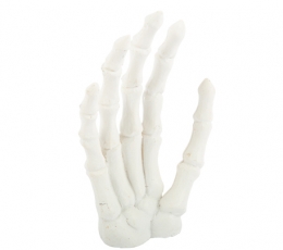 Рука скелета, белая (12x8 см)