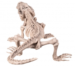 Скелет крокодила 1
